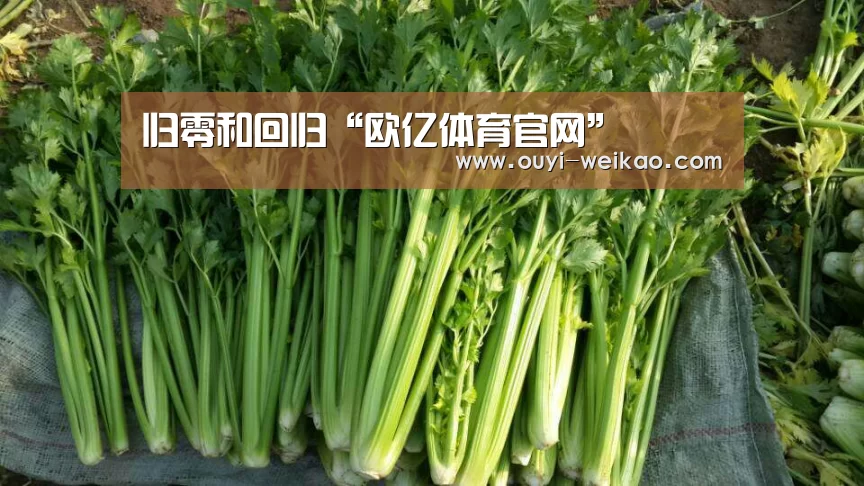 欧亿体育部门